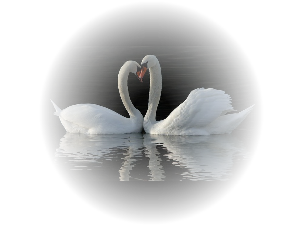cygnes
