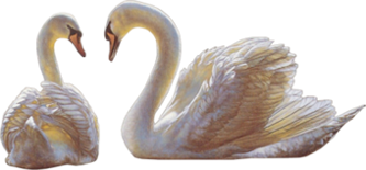 cygnes