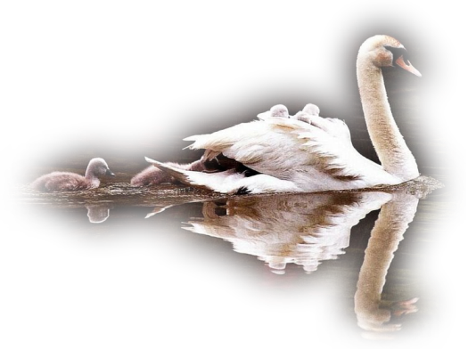 cygne